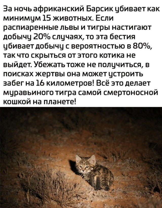Так себе картинки 01.10.25