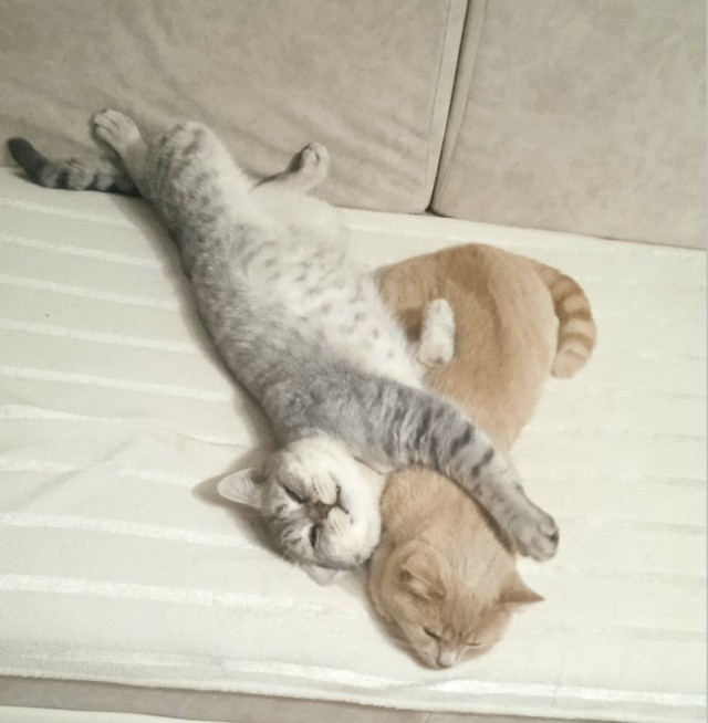 Нужен совет новому кошатнику!
