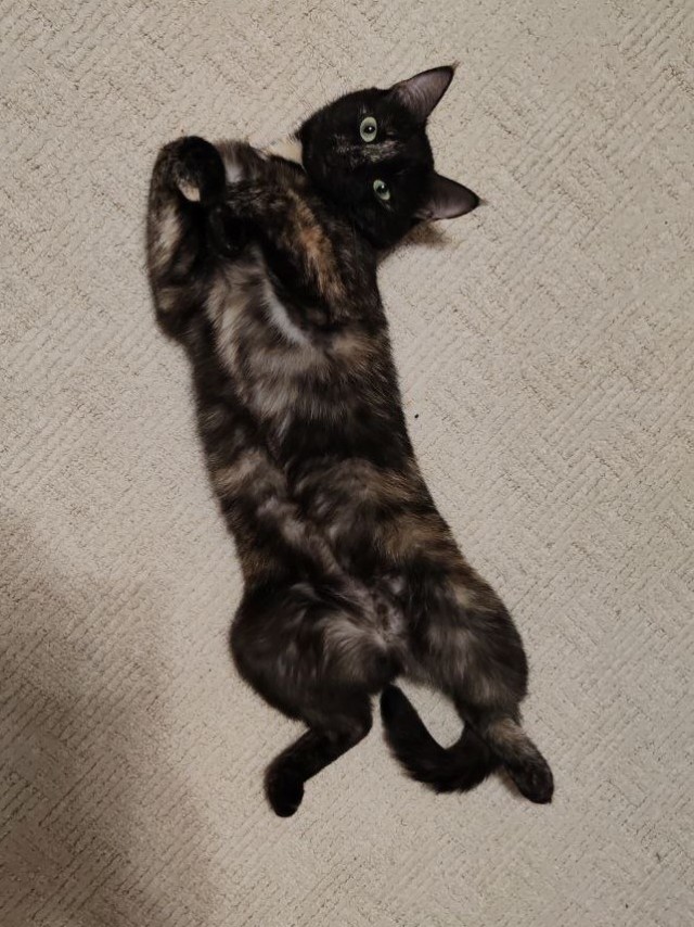 Мой кот
