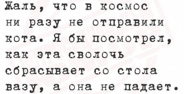 Как повеселить котямбу