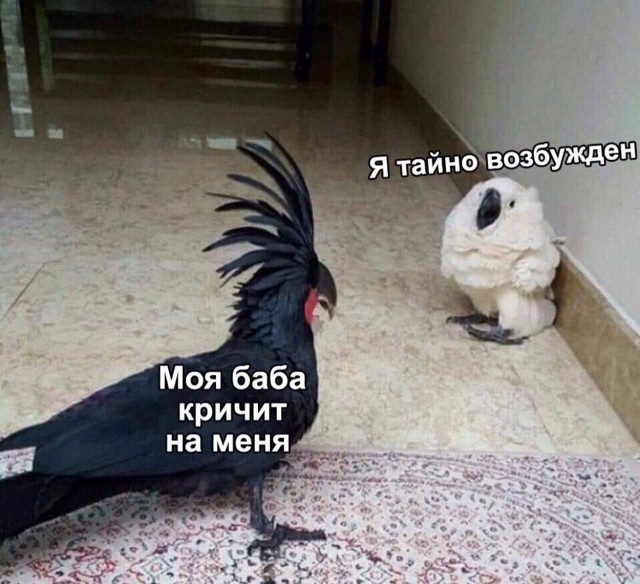 Сервал использует язык тела, чтобы успокоить пса и попытаться подружиться с ним