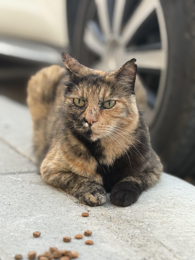 Уличные котики