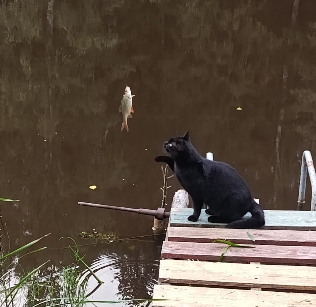 Мы вдвоём с котом
