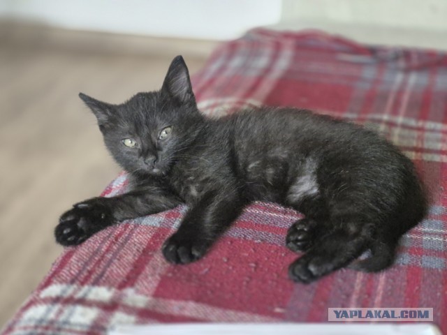 Котовторник
