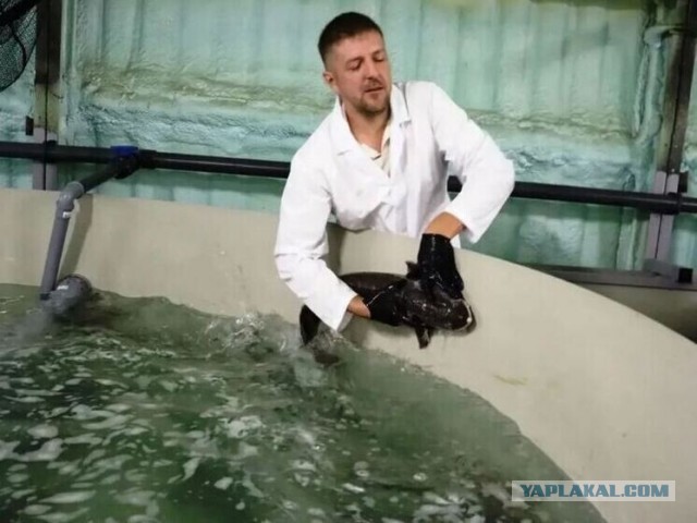 Рыбовод хренов
