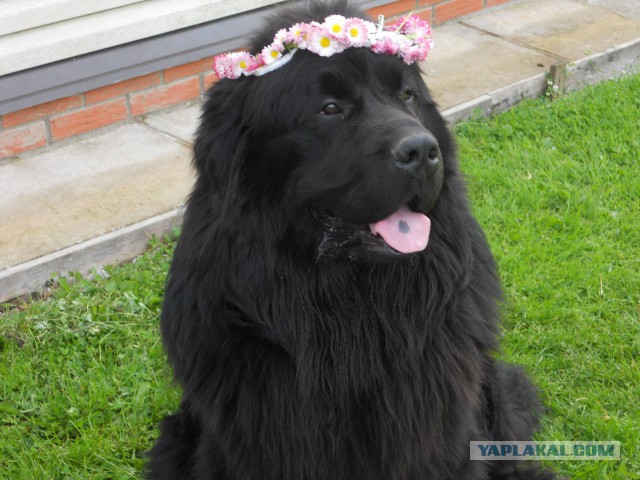 Собакочетверг на 02.01.2014