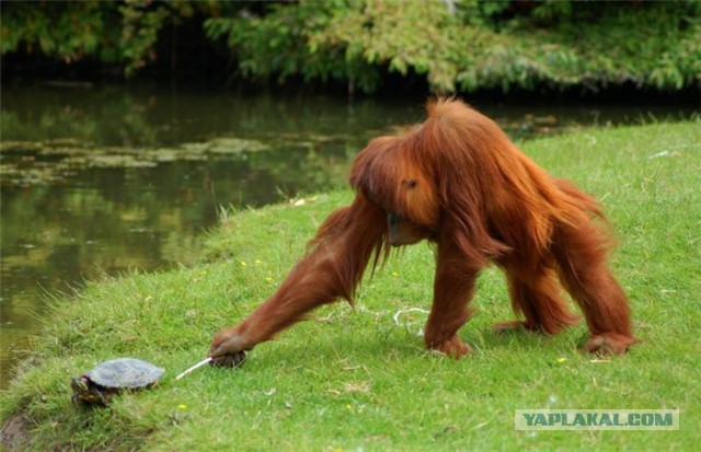 Подборка забавных и курьезных фотографий
