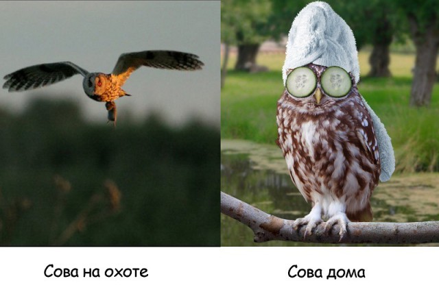 Подборка забавных и курьезных фотографий