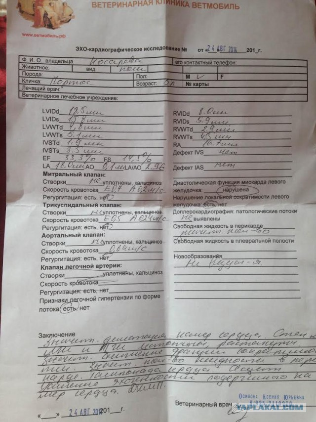 История про моего кота..