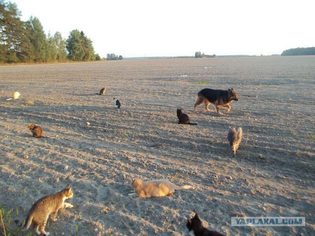 Жизнь домашнего приюта для котеек 27