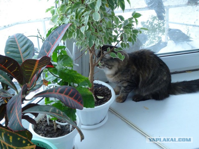 Котовторник 21.10.2014