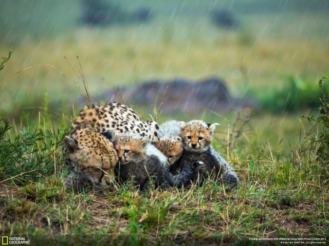 National Geographic,избранное...