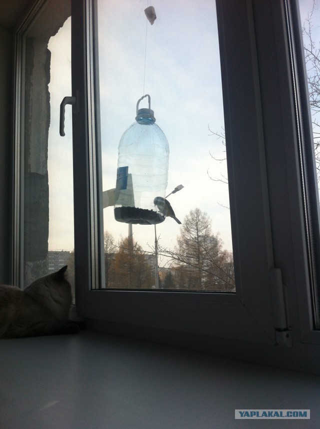 Котовторник 11.11.2014