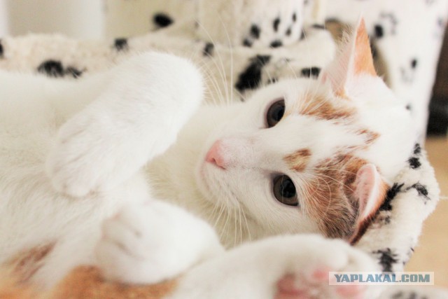 Котовторник 25.11.2014