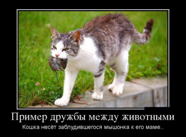 Веселые картинки