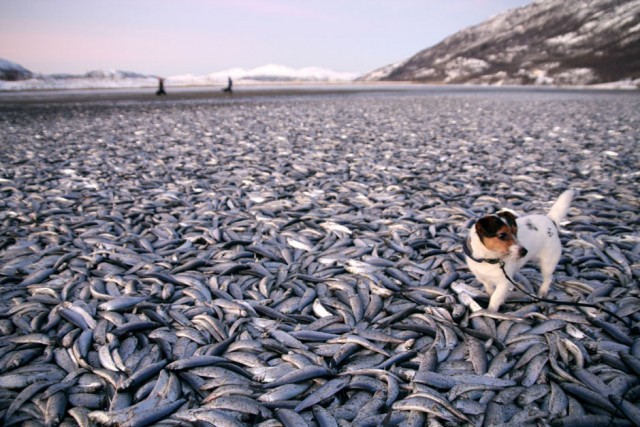 Лучшие фото REUTERS за январь 2012
