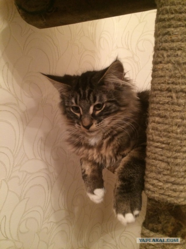 Котовторник.
