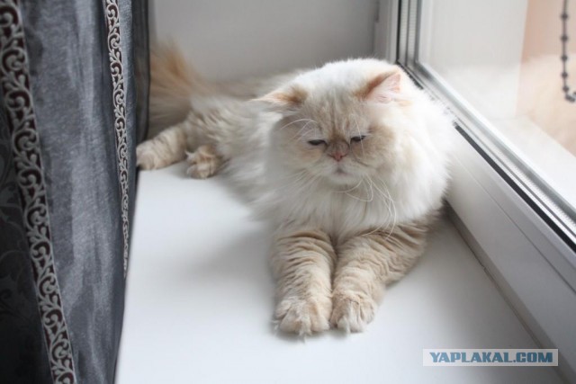 Котовторник 5.05.2015.