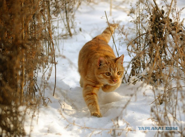 Котовторник   02.06.2015