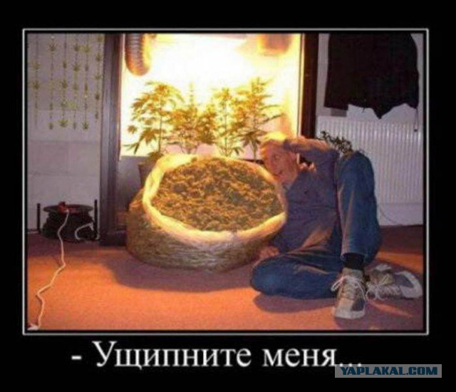 41 веселая картинка