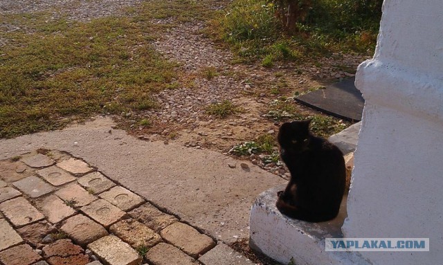 Котовторник 29-09-2015,