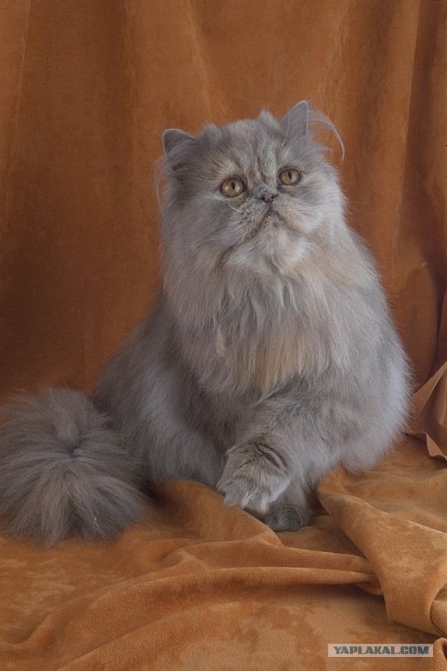 10 самых ласковых пород кошек
