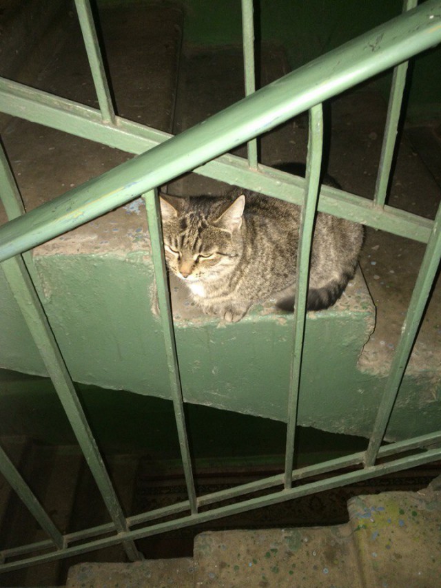Кинули котейку