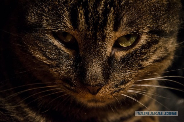 Котооо-о-о-вторник