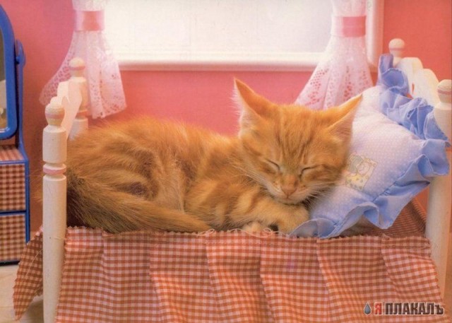 Коты, кошки, котята