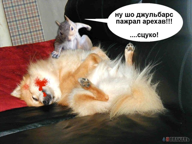 БЕЛКИ. Все про белок, прикольные белки!