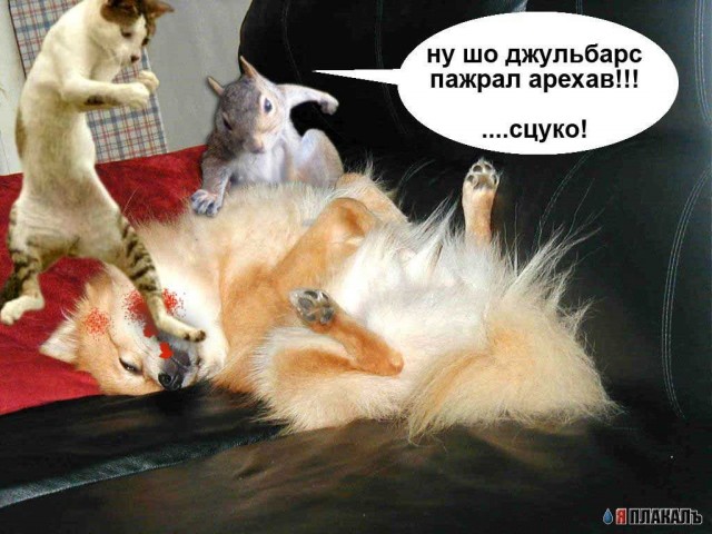 БЕЛКИ. Все про белок, прикольные белки!