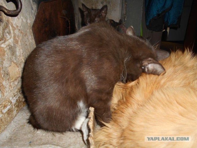 Жизнь домашнего приюта для котеек 107