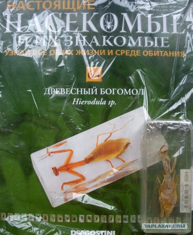 Москву наводнили богомолы