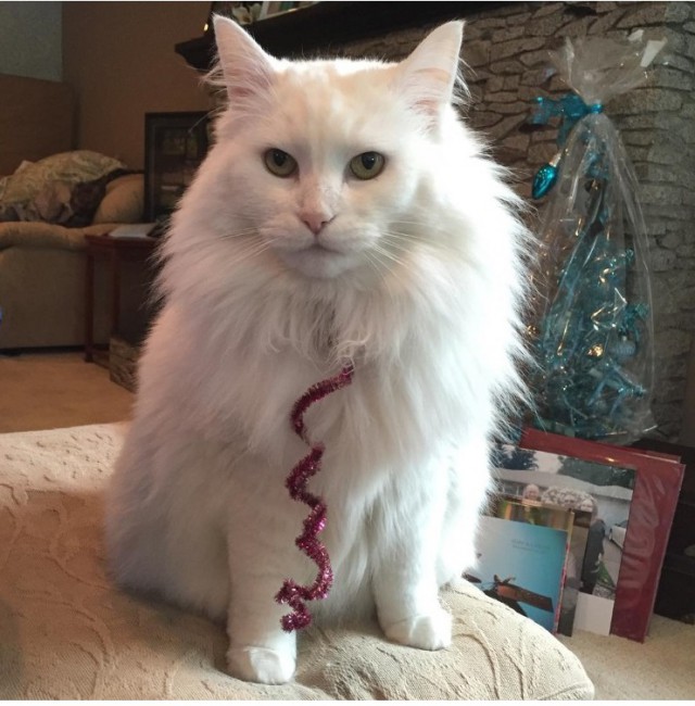 Уже лев или еще кот?