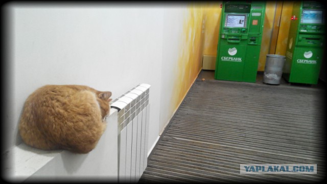 Котовторник 06.12.2016