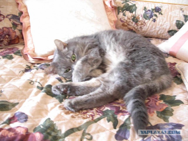 Котовторник 28.02.2017
