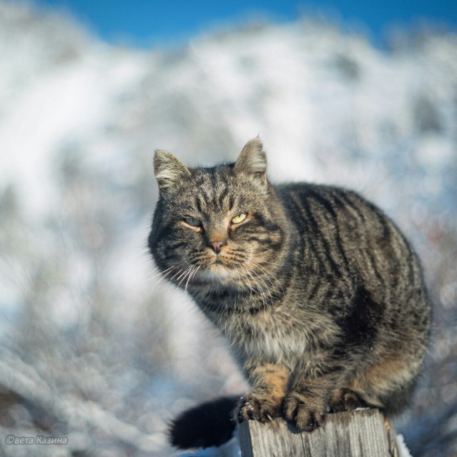 Коты и Кошки