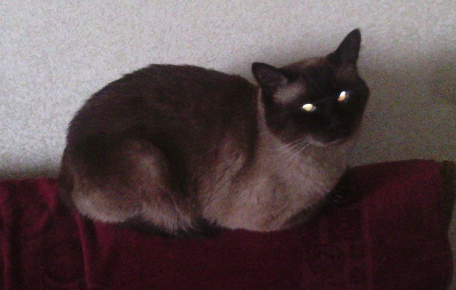 Котовторник 2.05.2017