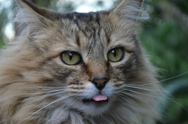 Коты и Кошки