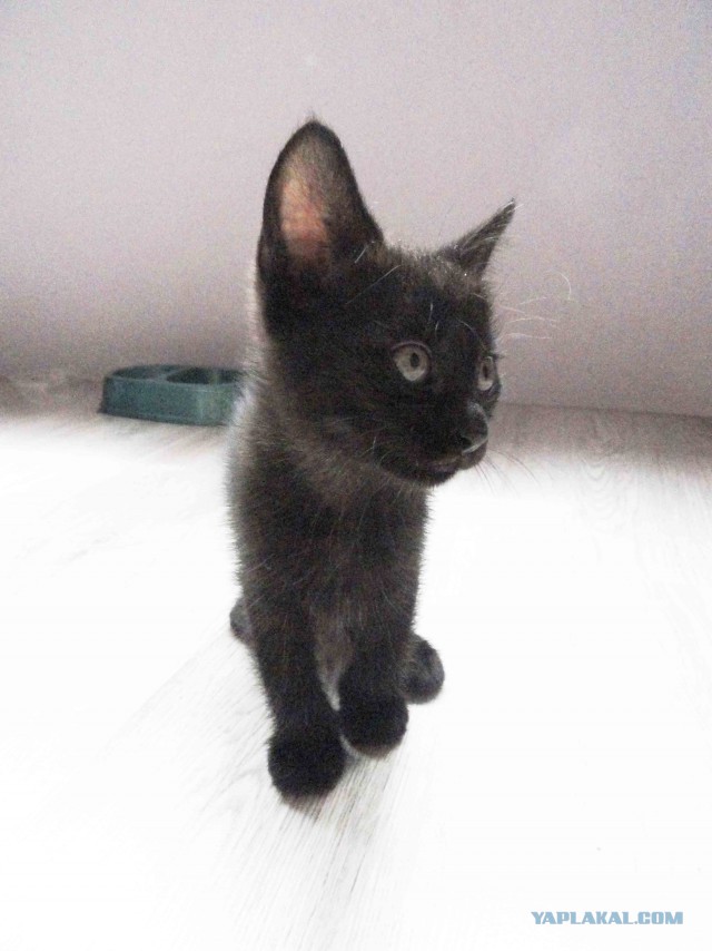 Котовторник 20.06.2017