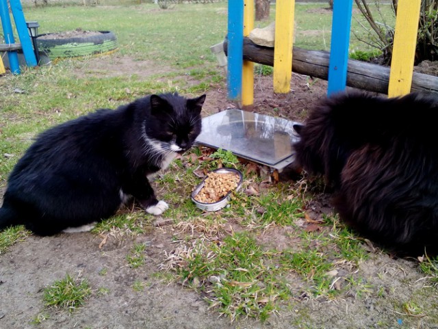 Котовторник 27.06.2017