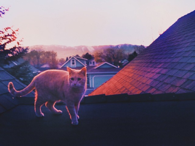 Коты и Кошки
