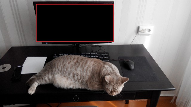Осеннему котовторнику быть!
