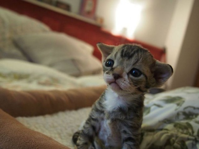 Коты и Кошки