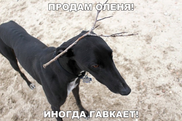 Подборка забавных животных
