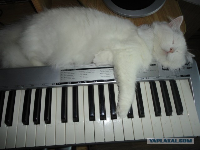 Котовторник 20.03.2018