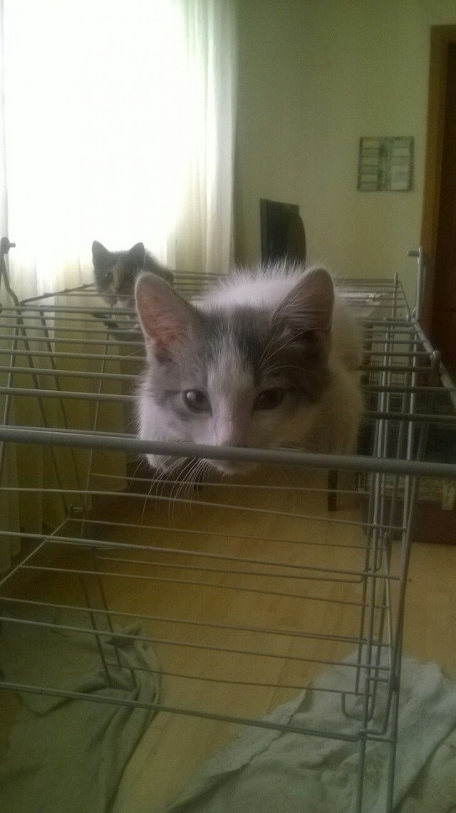 Кот без прикрас