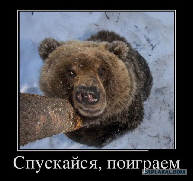 Медведь пытается залезть в общежитие вахтовиков