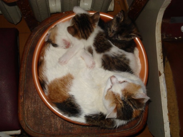 Котовторник в ЯПонии (58 фот)