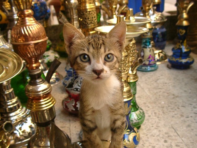 Котовторник в Египте